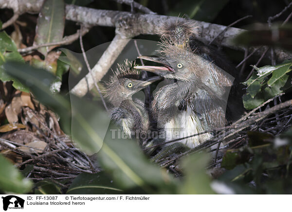 Dreifarbenreiher / Louisiana tricolored heron / FF-13087