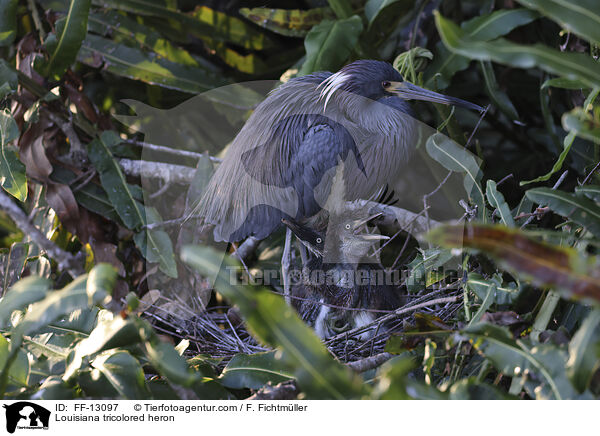 Dreifarbenreiher / Louisiana tricolored heron / FF-13097