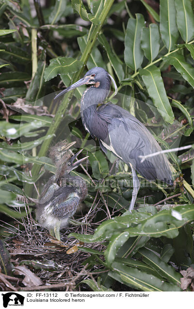 Dreifarbenreiher / Louisiana tricolored heron / FF-13112