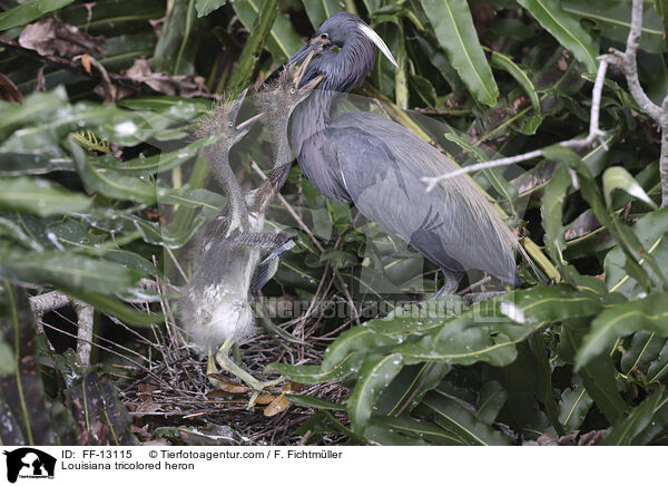 Dreifarbenreiher / Louisiana tricolored heron / FF-13115