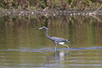Louisiana tricolored heron