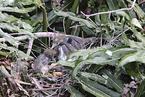 Louisiana tricolored heron