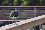 Louisiana tricolored heron