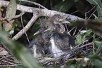 Louisiana tricolored heron