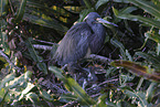 Louisiana tricolored heron