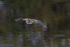 Louisiana tricolored heron