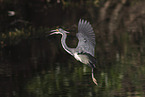 Louisiana tricolored heron