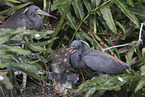 Louisiana tricolored heron