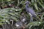 Louisiana tricolored heron