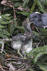 Louisiana tricolored heron