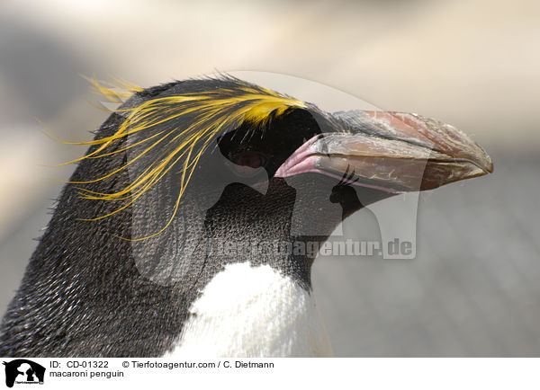 macaroni penguin / CD-01322