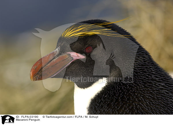 Goldschopfpinguin / Macaroni Penguin / FLPA-03190
