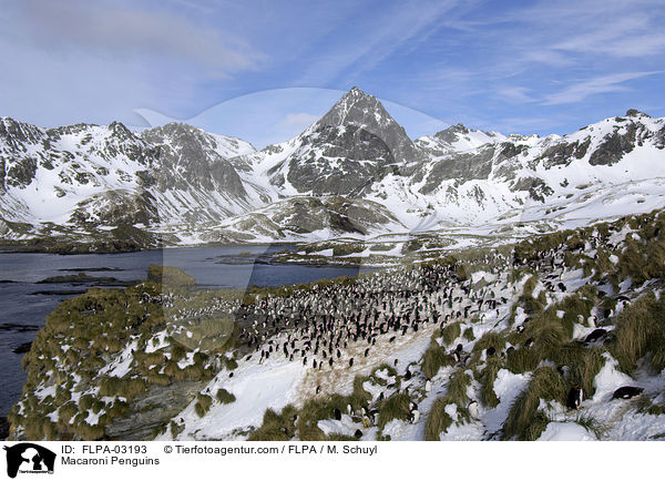 Goldschopfpinguine / Macaroni Penguins / FLPA-03193