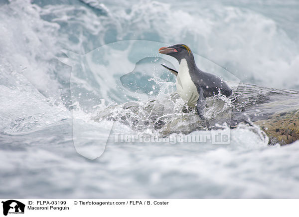 Goldschopfpinguin / Macaroni Penguin / FLPA-03199