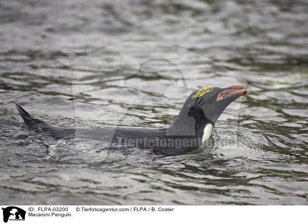Goldschopfpinguin / Macaroni Penguin / FLPA-03200