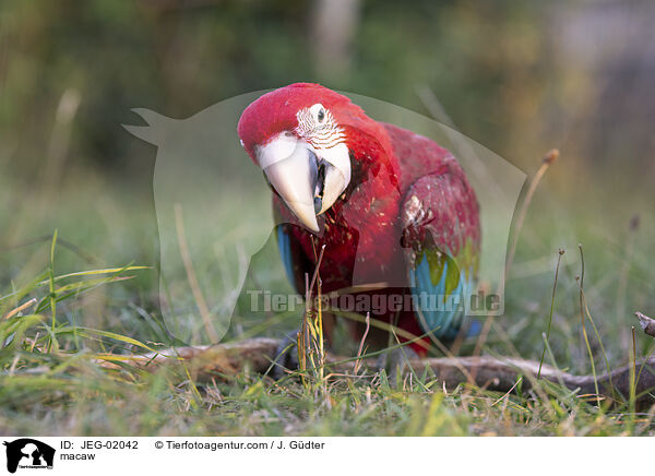 macaw / JEG-02042