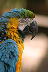 macaw portrait