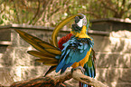 macaw is cleaning itself