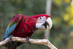 macaw