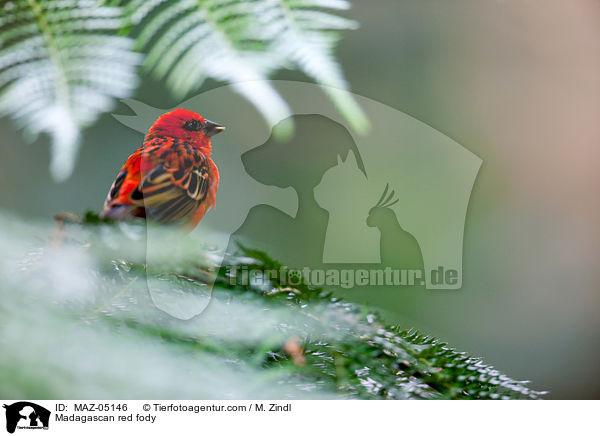 Madagaskarweber / Madagascan red fody / MAZ-05146