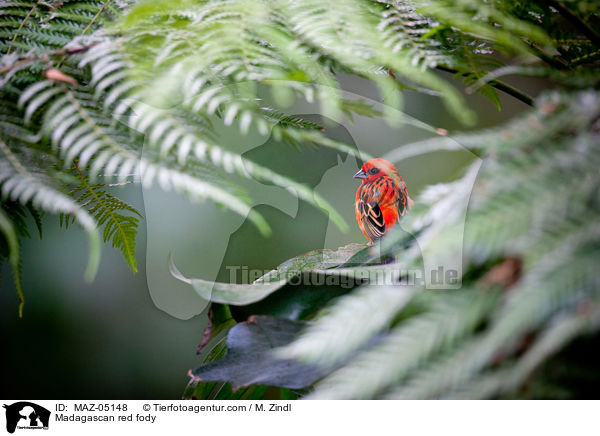 Madagaskarweber / Madagascan red fody / MAZ-05148