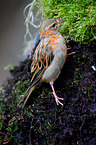 Madagascan red fody