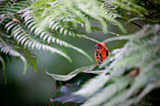 Madagascan red fody