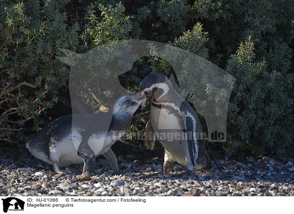 Magellanpinguine / Magellanic penguins / HJ-01066