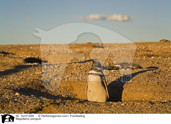 Magellanpinguin / Magellanic penguin / HJ-01068
