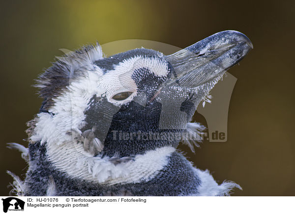 Magellanpinguin Portrait / Magellanic penguin portrait / HJ-01076