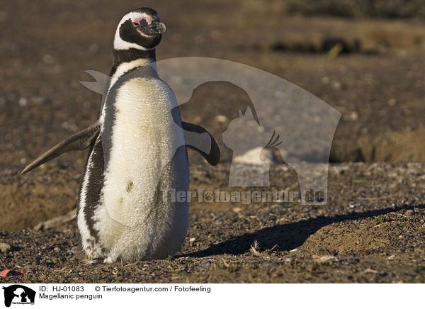 Magellanpinguin / Magellanic penguin / HJ-01083