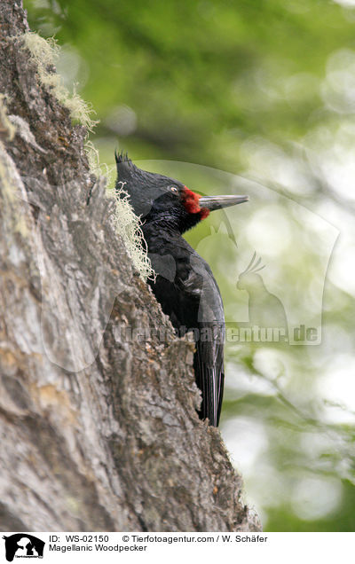 Magellanspecht / Magellanic Woodpecker / WS-02150
