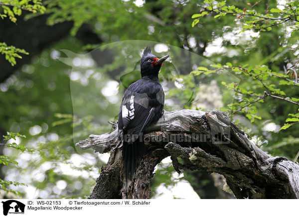 Magellanspecht / Magellanic Woodpecker / WS-02153
