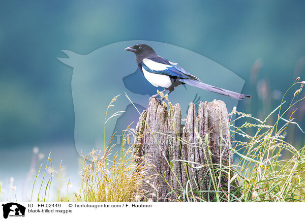 Elster / black-billed magpie / FH-02449