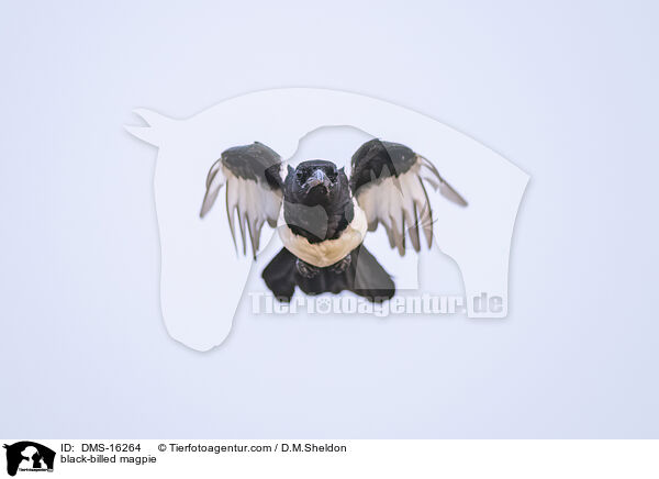 Elster / black-billed magpie / DMS-16264