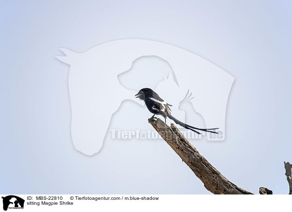 sitting Magpie Shrike / MBS-22810