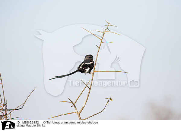 sitting Magpie Shrike / MBS-22852