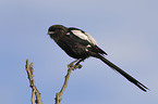 magpie shrike
