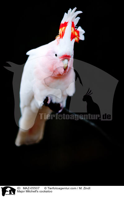 Inkakakadu / Major Mitchell's cockatoo / MAZ-05507