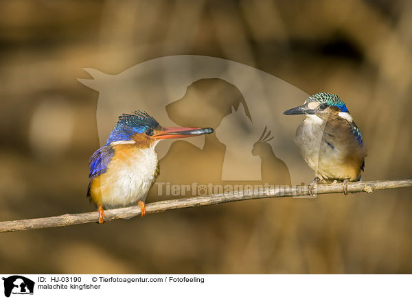 Hauben-Zwergfischer / malachite kingfisher / HJ-03190
