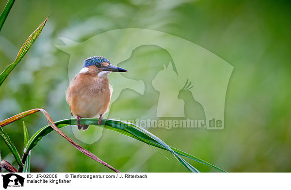 malachite kingfisher / JR-02008