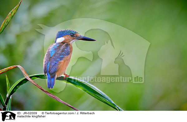 malachite kingfisher / JR-02009