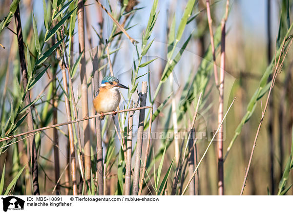 malachite kingfisher / MBS-18891