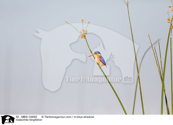 malachite kingfisher / MBS-18895