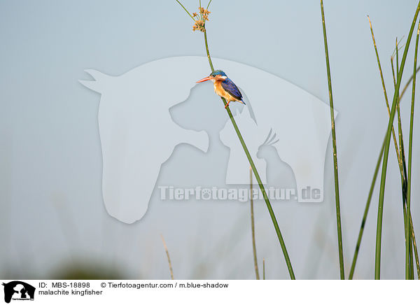 malachite kingfisher / MBS-18898