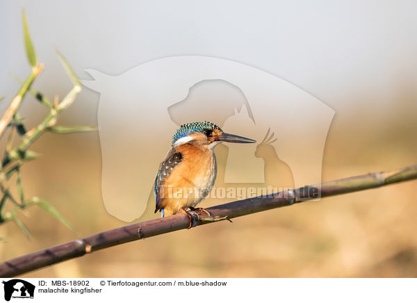 malachite kingfisher / MBS-18902