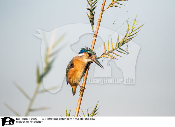 malachite kingfisher / MBS-18903
