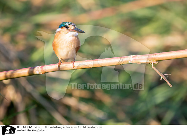 Hauben-Zwergfischer / malachite kingfisher / MBS-18905