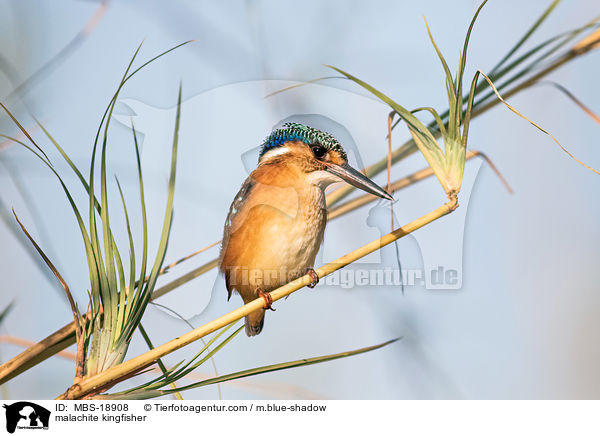 Hauben-Zwergfischer / malachite kingfisher / MBS-18908