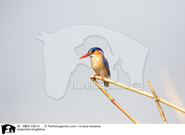 malachite kingfisher / MBS-18910